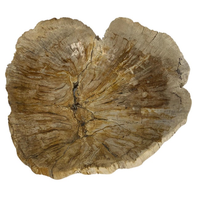 Petrified Wood Round Shape Tan & Amber Oval Bowl Dish Large Plate Ashtray