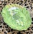 1970s Vintage Italian Artichoke and Asparagus Serving Dish For Sale - Image 5 of 11