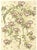 C1900 French Art Nouveau Botanical Design Chromolithograph, Beech Creeper by Habert Dys For Sale - Image 4 of 4