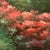 Mid 20th Century Judd Gallet Landscape Oil Painting Canvas Impressionist Style Lush Garden Signed For Sale - Image 4 of 13