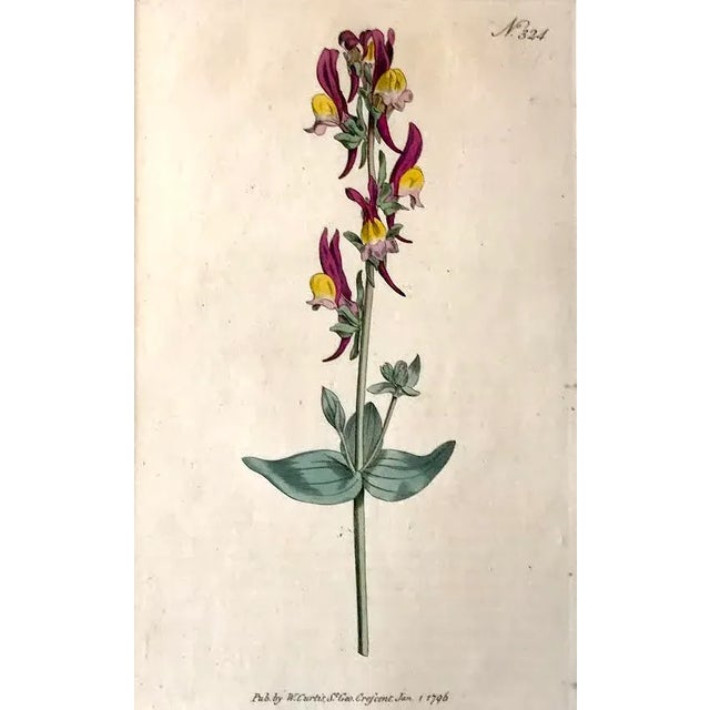 English Antique Original Hand Colored Curtis Floral Botanical Etching 1796 For Sale - Image 3 of 6
