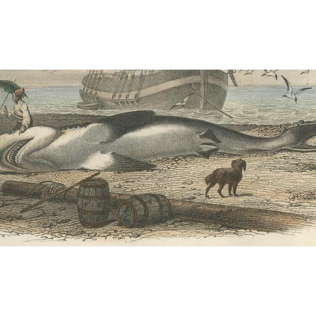 After Édouard Traviès, Le Requin (Shark), 1840, Hand-Colored Engraving For Sale - Image 7 of 10