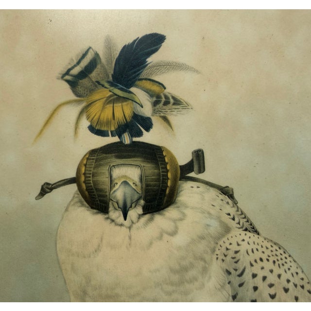 A mid-20th-century framed print of Joseph Wolf's celebrated white Greenland falcon hooded and perched on a falconer's...