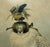 A mid-20th-century framed print of Joseph Wolf's celebrated white Greenland falcon hooded and perched on a falconer's...