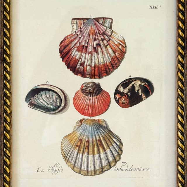 Brown Framed Seashell Engraving Prints - Conchology Engravings After Georg Wolfgang Knorr, Set of 4 For Sale - Image 8 of 15