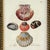 Brown Framed Seashell Engraving Prints - Conchology Engravings After Georg Wolfgang Knorr, Set of 4 For Sale - Image 8 of 15