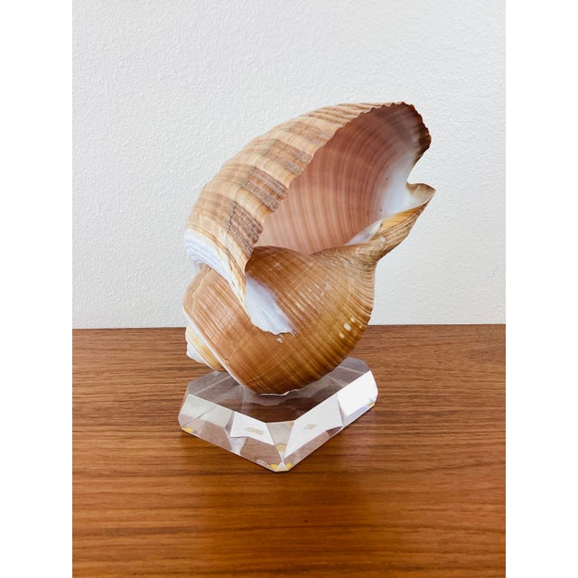 Vintage Brown & White Sea Snail Sea Shell on Lucite Base For Sale In Palm Springs - Image 6 of 6