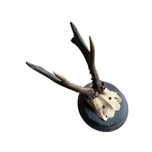 Rustic roe deer trophy mounted on a wood plaque.