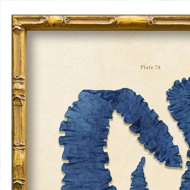 Various Artists Vintage Seaweed Art Print Reproduction (4), Framed For Sale - Image 4 of 4