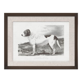 Cassell Dogs; St. Bernard, Framed Artwork For Sale