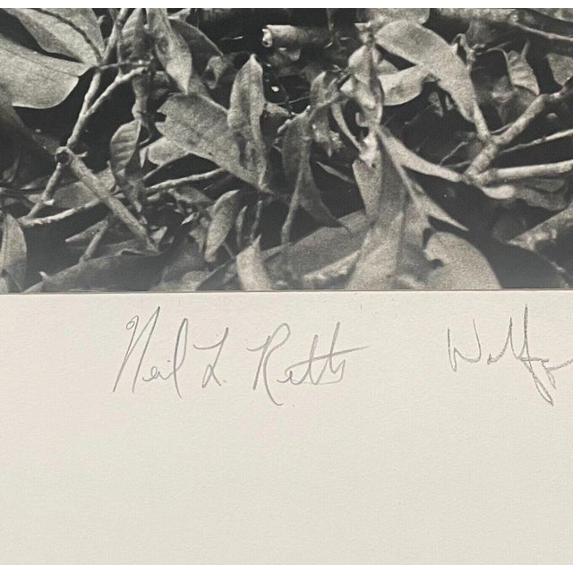 Black Rare 1975 'harpy Eagle Mother & Baby Fledgling' in Nest Neil Rettig Photograph For Sale - Image 8 of 12