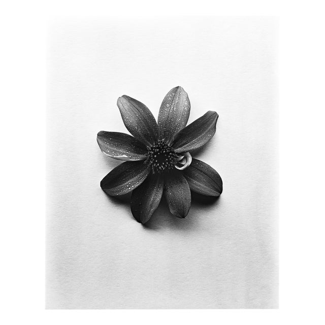 Single Dahlia - Black and White Floral Photography, Limited Edition of 20 2023 For Sale