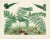 Original antique lithograph print from a late-1800s folio of European Ferns. These richly colored prints feature the Ferns...