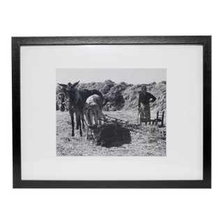1960s Black and White Framed Photo of Burros For Sale
