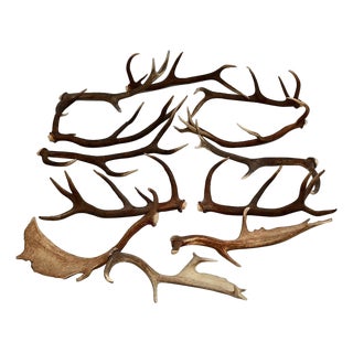 European Collection of Elk and Moose Antlers - Set of 9 For Sale
