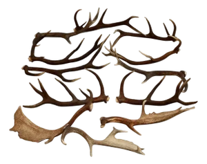 European Collection of Elk and Moose Antlers - Set of 9