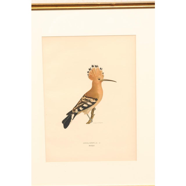 Mid-Century Modern Early 20th Century Swedish Framed Hoopoe Lithograph, C. 1920 For Sale - Image 3 of 11