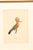 Mid-Century Modern Early 20th Century Swedish Framed Hoopoe Lithograph, C. 1920 For Sale - Image 3 of 11