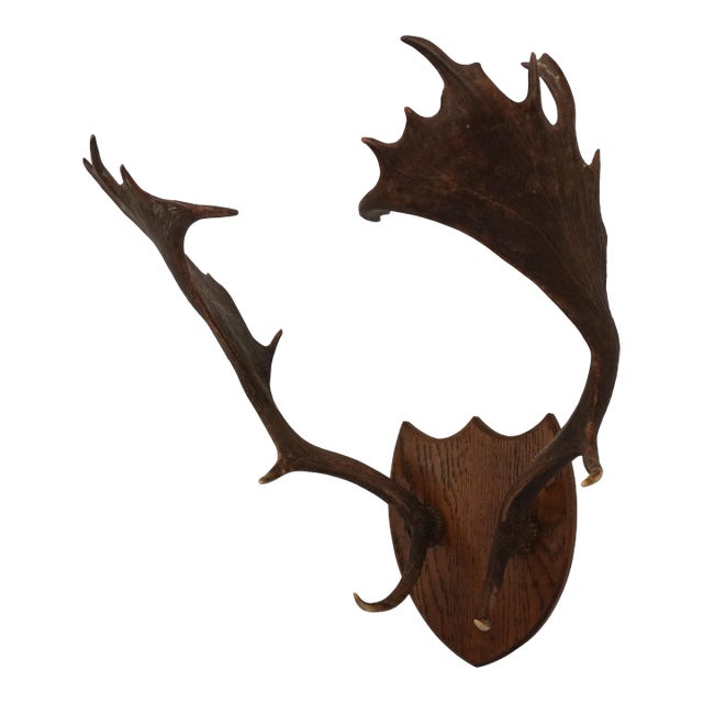 j.h. Armer Mounted English Antlers For Sale