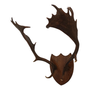 j.h. Armer Mounted English Antlers