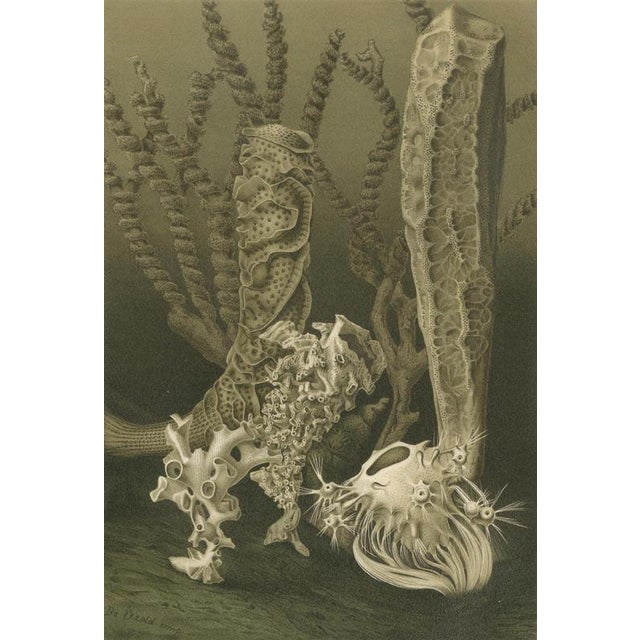 Richard Lydekker, Glass Sponges Deep-Sea Marine Life, 1896, Color Process Print For Sale - Image 4 of 9