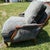 This is a classic pair of French Bergere newly upholstered club chairs. These club chairs have a dark walnut frame in the...