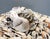 Late 20th Century Vintage Coastal Seashell Covered Shell Encrusted Box – Coastal / Tropical For Sale - Image 5 of 18