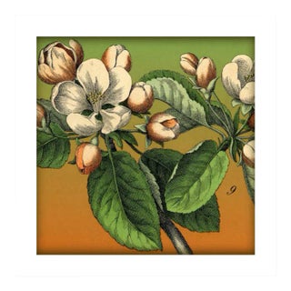 'Blossoms' Archival Reproduction Print For Sale