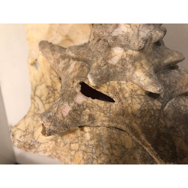 2010s Large Harbour Island Conch Shell For Sale - Image 5 of 11