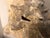 2010s Large Harbour Island Conch Shell For Sale - Image 5 of 11