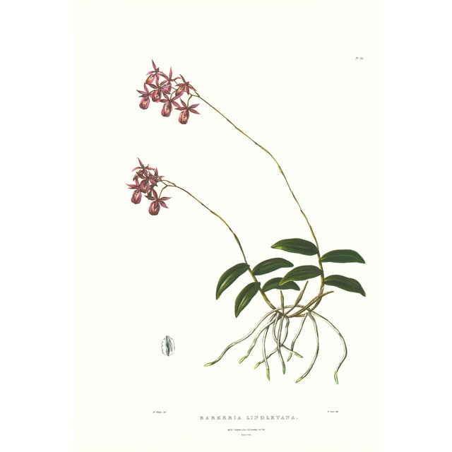 Large 1973 Orchid Flower Lithograph "Barkeria Lindleyana" (Lindley's Barkeria) After James Bateman For Sale