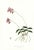 Large 1973 Orchid Flower Lithograph "Barkeria Lindleyana" (Lindley's Barkeria) After James Bateman For Sale
