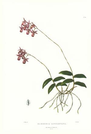 Large 1973 Orchid Flower Lithograph "Barkeria Lindleyana" (Lindley's Barkeria) After James Bateman