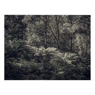 Morgan Silk, Fern Forest III, Print For Sale