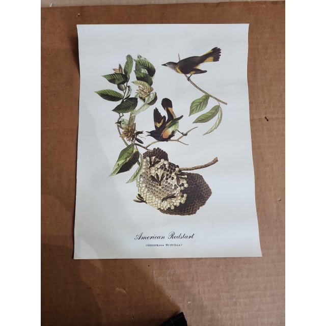 Vintage Audubon Birds of America Prints - Set of 14 For Sale - Image 9 of 15