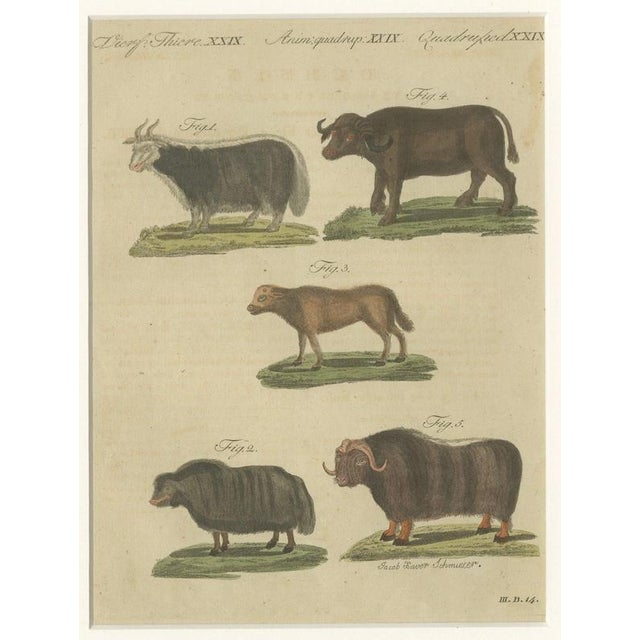 Bertuch, Exotic Cattle, Yak & Buffalo, 1800, Engraving For Sale - Image 6 of 10