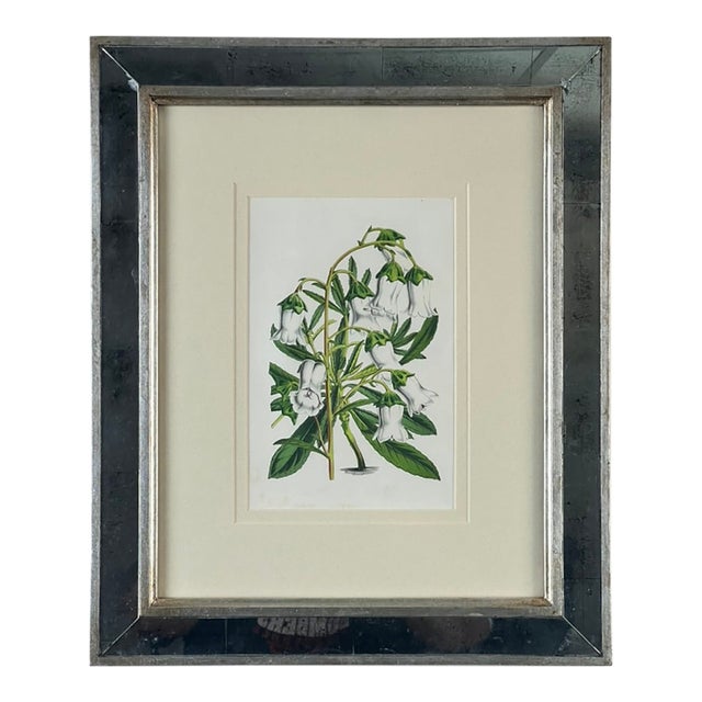 Vintage Trowbridge Custom Framed Botanical Print “Gladiolus × Willmoreanus” After Louis Van Houtte (1810–1876) For Sale