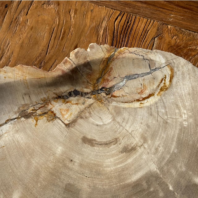 Large Beige Petrified Wood Storage Tray or Dish For Sale - Image 18 of 18