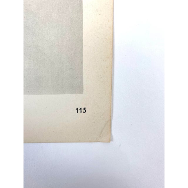 Traditional 1940s Botanical Blossfeldt Print - No. 115 For Sale - Image 3 of 5