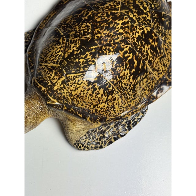 Realistic Plastic Turtle For Sale - Image 16 of 18