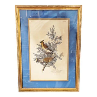 Late 19th Century John J. Aububon Bird Reproduction Print For Sale