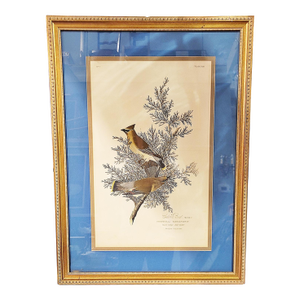 Late 19th Century John J. Aububon Bird Reproduction Print