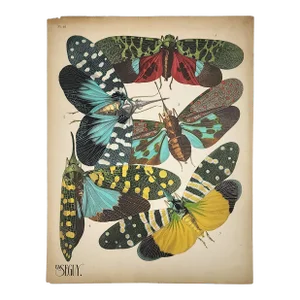 Original Seguy Insect From 1924 Antique Pochoir Plate #16