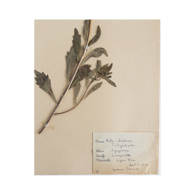 Vintage Swedish Herbarium - Aster, Circa 1933 For Sale - Image 4 of 5