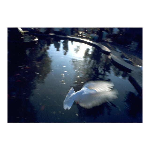 Dove, San Luis Obispo, 1965 For Sale
