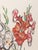 Contemporary Salvador Dali "Gladiolus (Ears)" Etchings, 1972 For Sale - Image 3 of 12