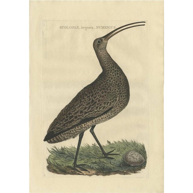 Late 18th Century Sepp & Nozeman, The Eurasian Curlew, 1789, Print For Sale - Image 5 of 5