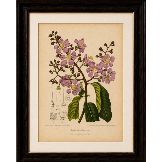 Paper Berthe Hoola van Nooten, Queen's Crape Myrtle, 1880, Chromolithograph For Sale - Image 7 of 9