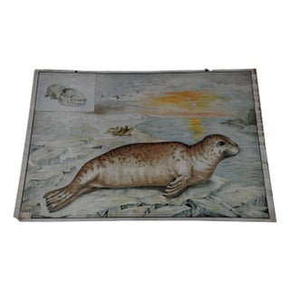 Vintage Seal Marine Wildlife Wall Chart Poster For Sale