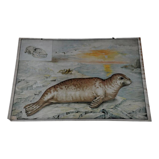 Vintage Seal Marine Wildlife Wall Chart Poster For Sale